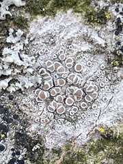 Lecanora horiza
