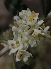 Olea europaea