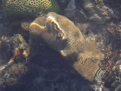 Leptoria phrygia