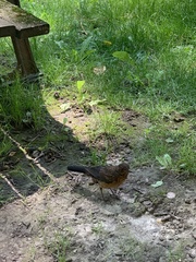 Turdus merula