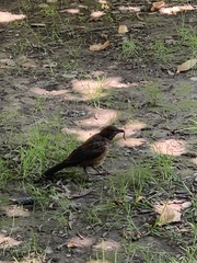 Turdus merula