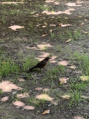 Turdus merula