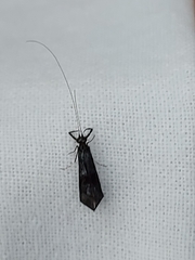 Mystacides azureus
