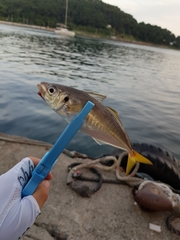 Trachurus japonicus
