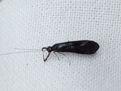 Mystacides azureus
