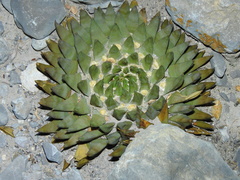 Ariocarpus trigonus
