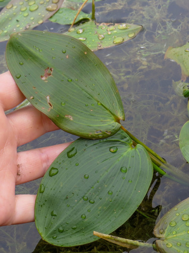 Potamogeton natans iNat (2)