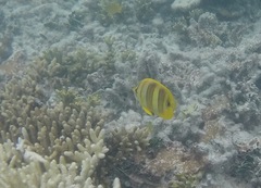 Chaetodon rainfordi