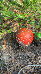 Amanita muscaria