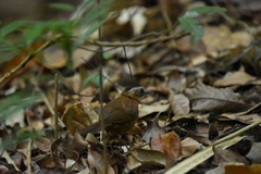 Pellorneum capistratum