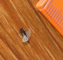 Strepsiptera