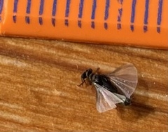 Strepsiptera