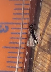 Strepsiptera