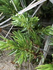 Juniperus communis megistocarpa