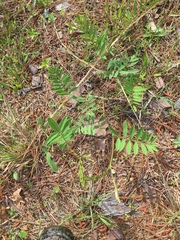 Tephrosia onobrychoides