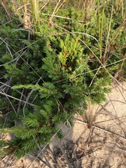 Juniperus communis megistocarpa