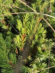 Juniperus communis megistocarpa