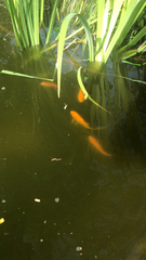 Carassius auratus