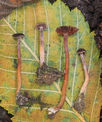 Cortinarius bibulus