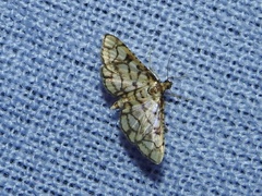Hileithia