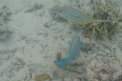 Lutjanus carponotatus