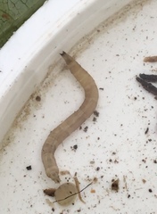 Paralimnophila