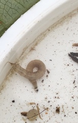 Paralimnophila