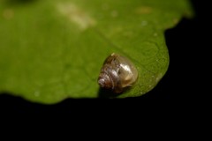 Coneuplecta calculosa