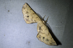 Parepisparis pallidus