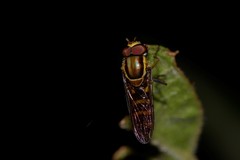 Allograpta terraenovae