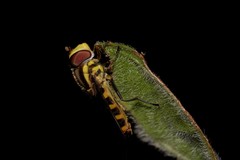 Allograpta terraenovae