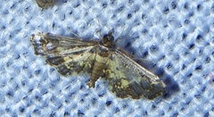Eurrhyparodes splendens