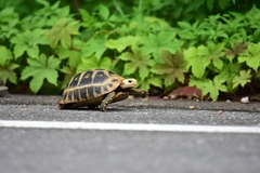 Indotestudo elongata