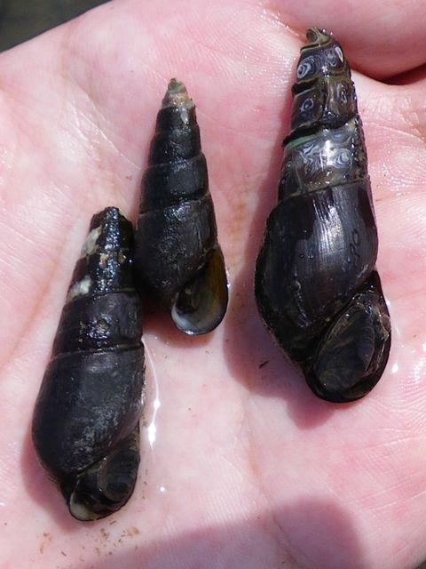 Melania Snails