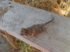 Dryomys nitedula