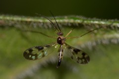 Chiasmoneura collessi