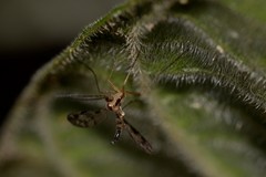 Chiasmoneura collessi