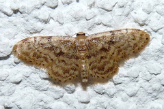 Idaea inquinata