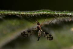 Chiasmoneura collessi