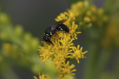 Hylaeus angustatus