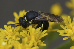 Hylaeus angustatus
