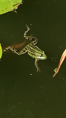 Pelophylax