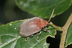 Menippus cynicus