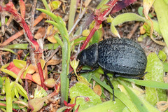 Pimelia chrysomeloides