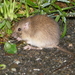 California Pocket Mouse - Photo (c) passiflora4, some rights reserved (CC BY-NC), uploaded by passiflora4