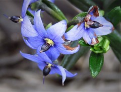 Halgania andromedifolia