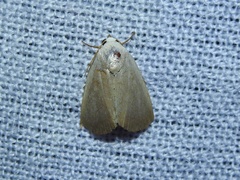 Bagisarinae