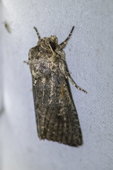 Dasygaster padockina