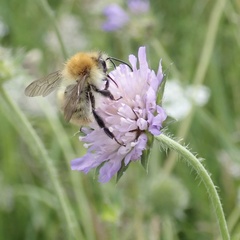 Bombus humilis