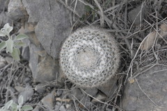 Mammillaria chionocephala